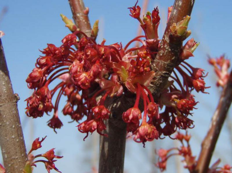 Die roten Blüten des Acer rubrum Red Sunset