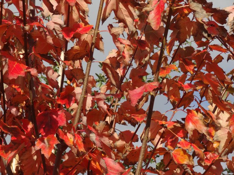 Acer rubrum Red Sunset - leuchtend rotes und oranges Herbstlaub
