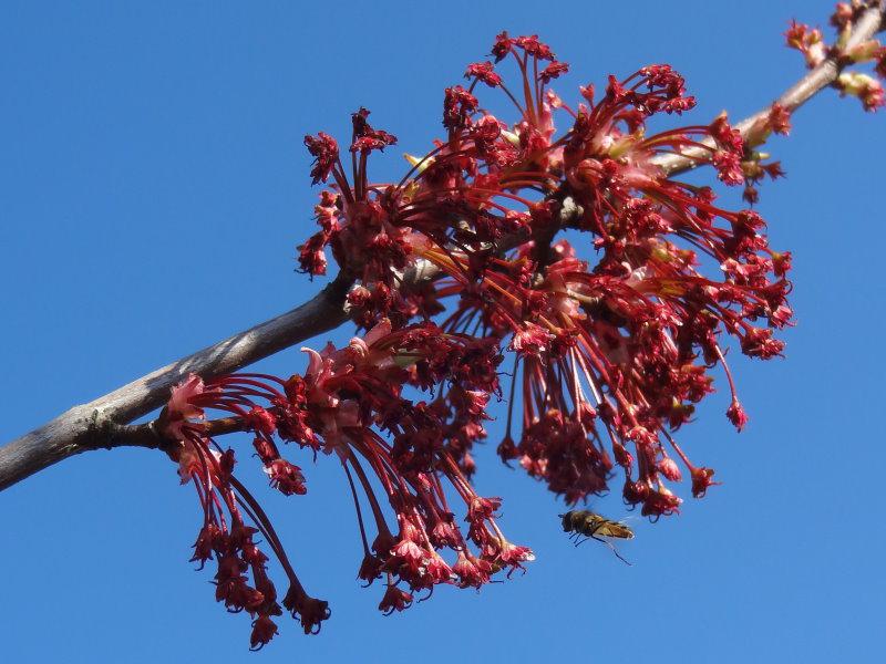 Die roten Blüten des Rotahorn Red Sunset sind beliebt bei Bienen und Co.