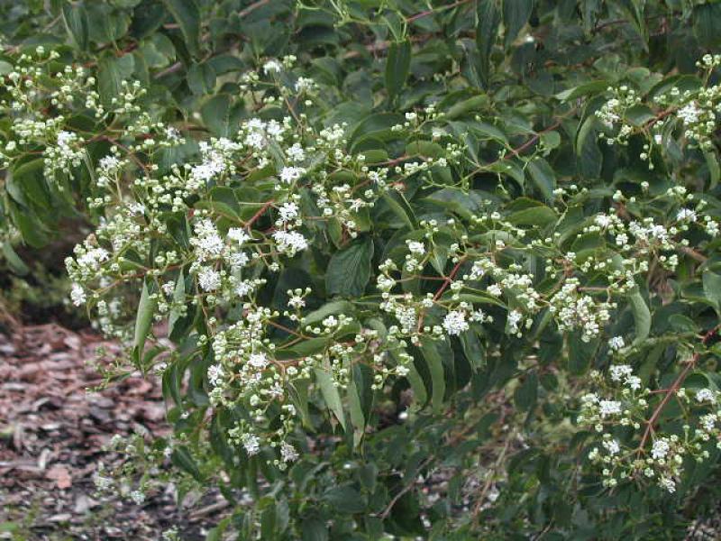 Sieben-Söhne-des-Himmels-Strauch - weiße Blüte