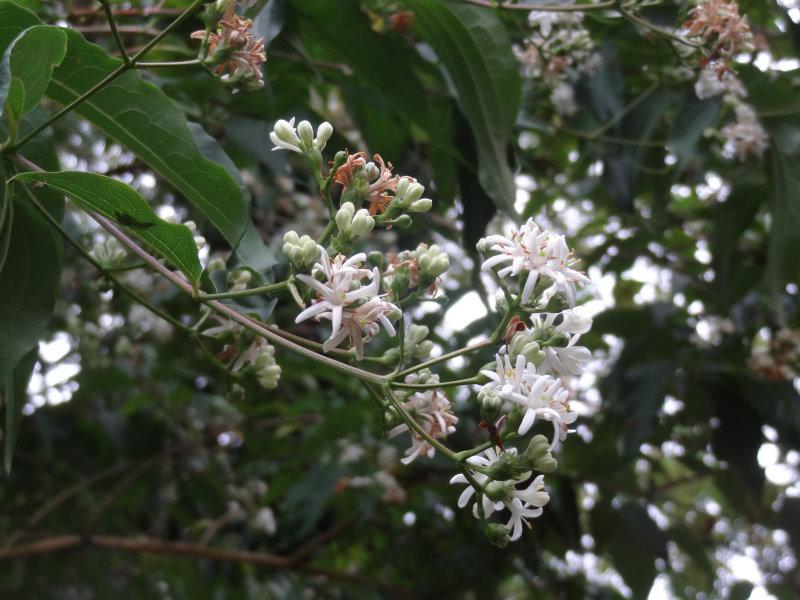 Blüte von Heptacodium miconioides (Aufnahme Ende September)