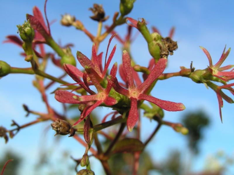 Sieben Söhne des Himmels Blume - roter Früchtstand