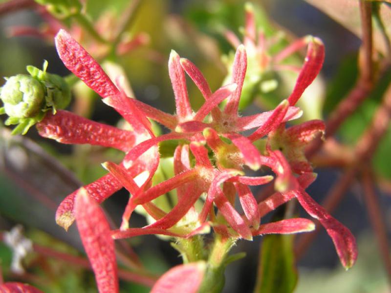 Sieben Söhne des Himmels Blume - roter Fruchtschmuck