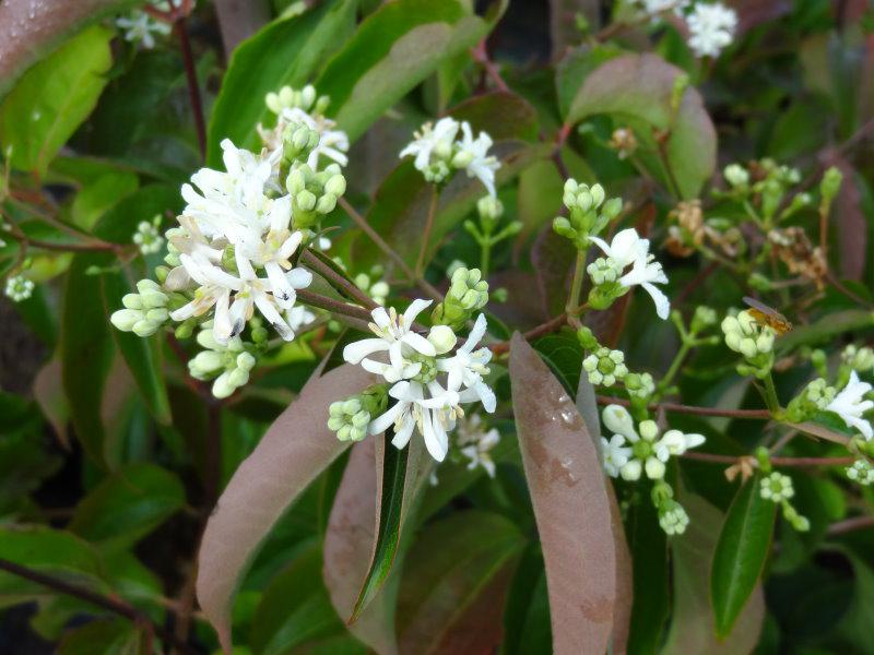 Heptacodium miconioides in Blüte