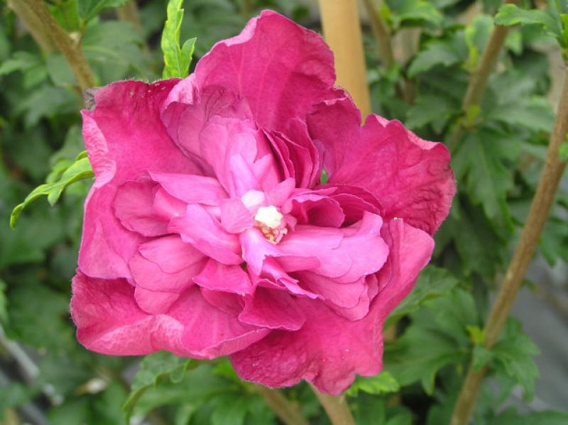 Purpurrot blühender Hibiskus Purple Ruffles®