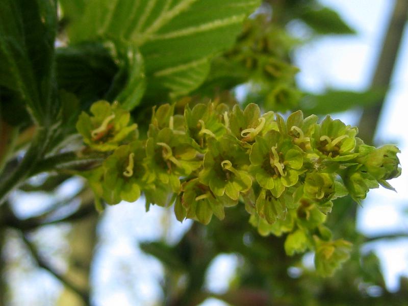 Blütentraube - Rotnerviger Schlangenhaut-Ahorn