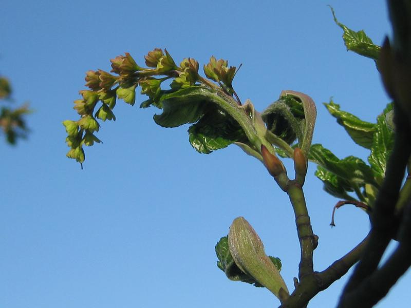 Rotnerviger Schlangenhaut-Ahorn - Blüte