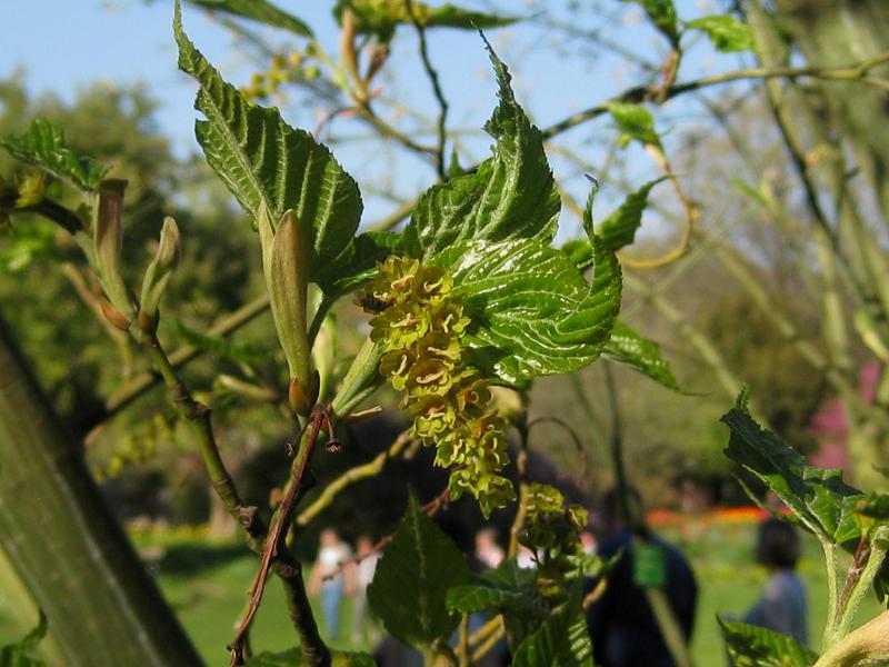 Grünliche Blüten des Rotnervigen Schlangenhaut-Ahorns