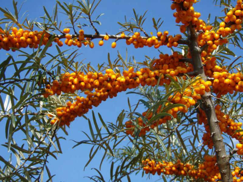 Der Sanddorn trägt reichlich orange Früchte.