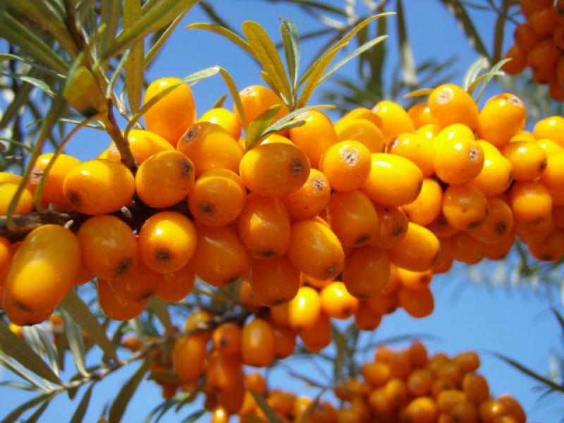 Hippophae rhamnoides mit Fruchtschmuck