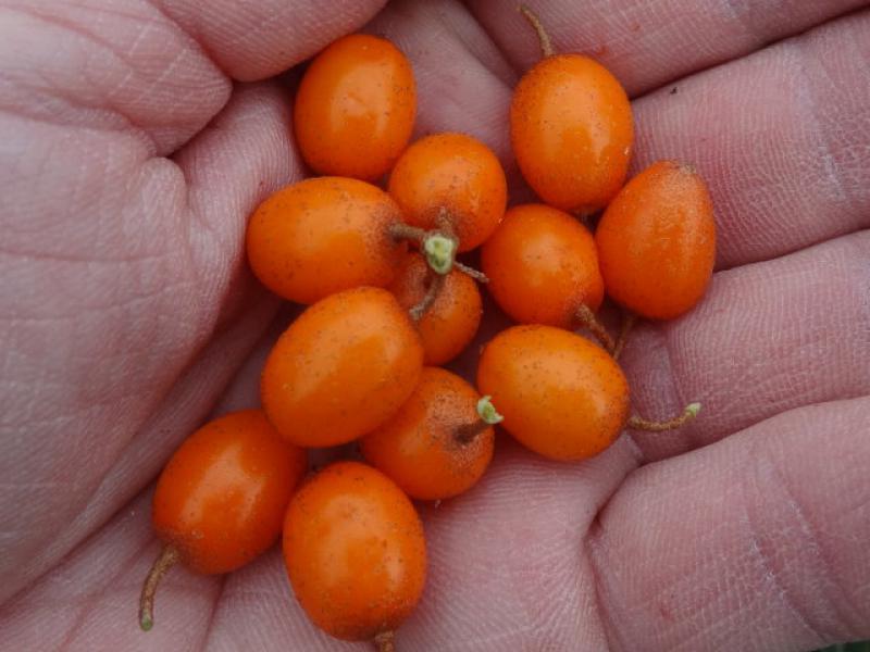 Früchte von Hippophae rhamnoides Leikora