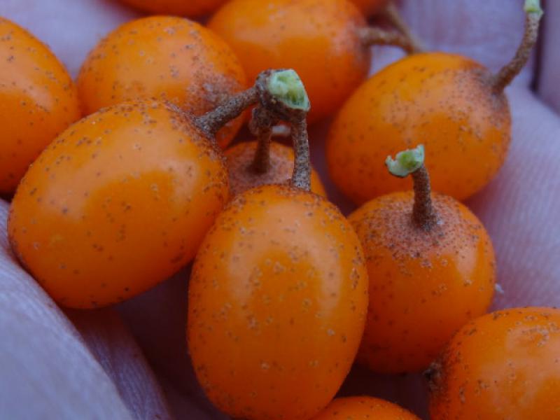 Früchte von Hippophae rhamnoides Leikora