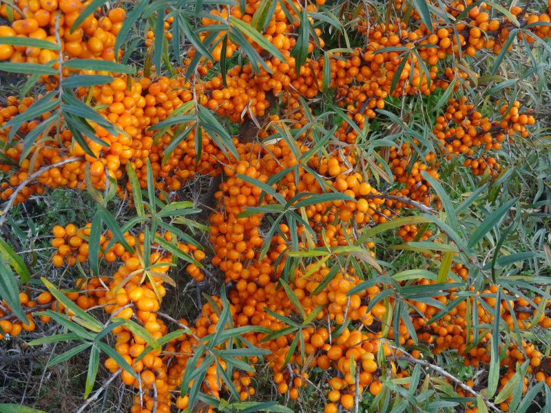 Hippophae rhamnoides Leikora