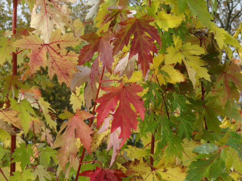 Der Silberahorn (Acer saccharinum) mit Herbstfärbung