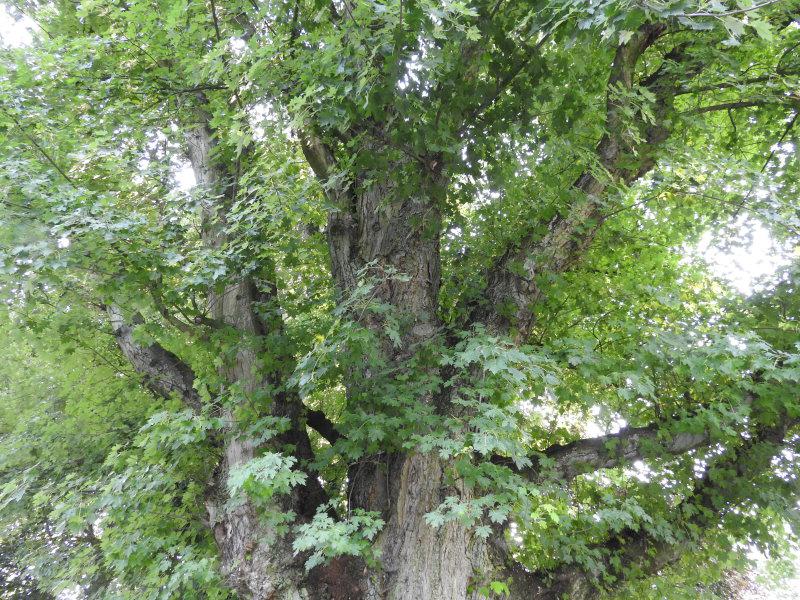 Alter Silberahorn im Park