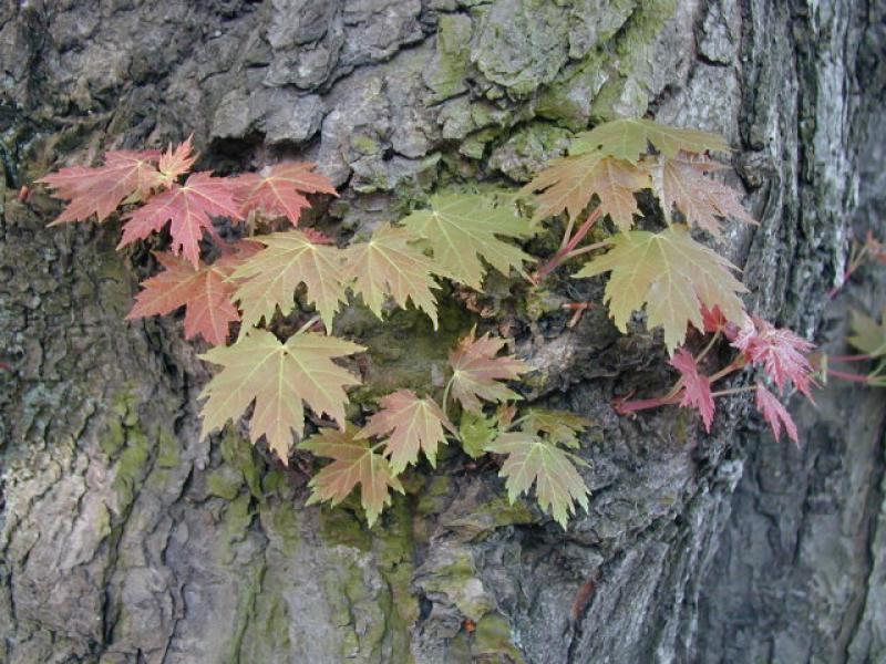 Silberahorn, Acer saccharinum - frische rötliche Triebe