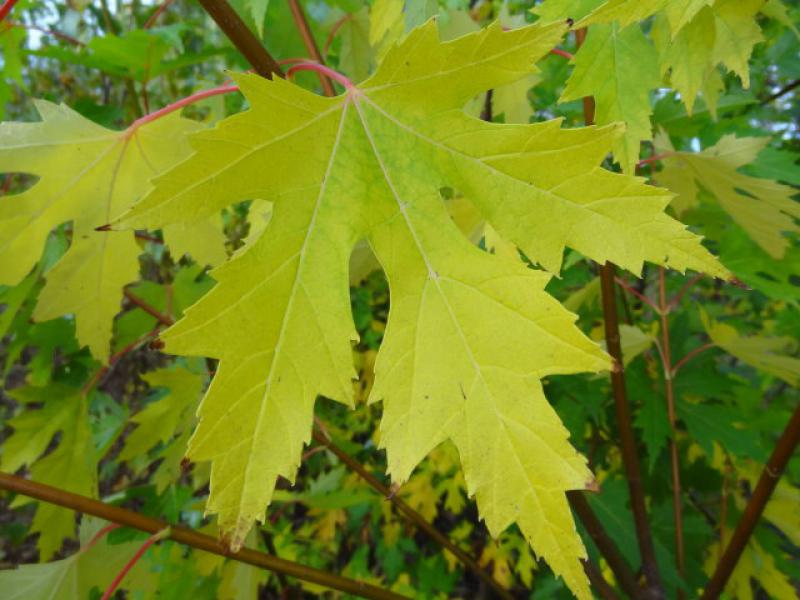 Herbstfärbung beim Silberahorn