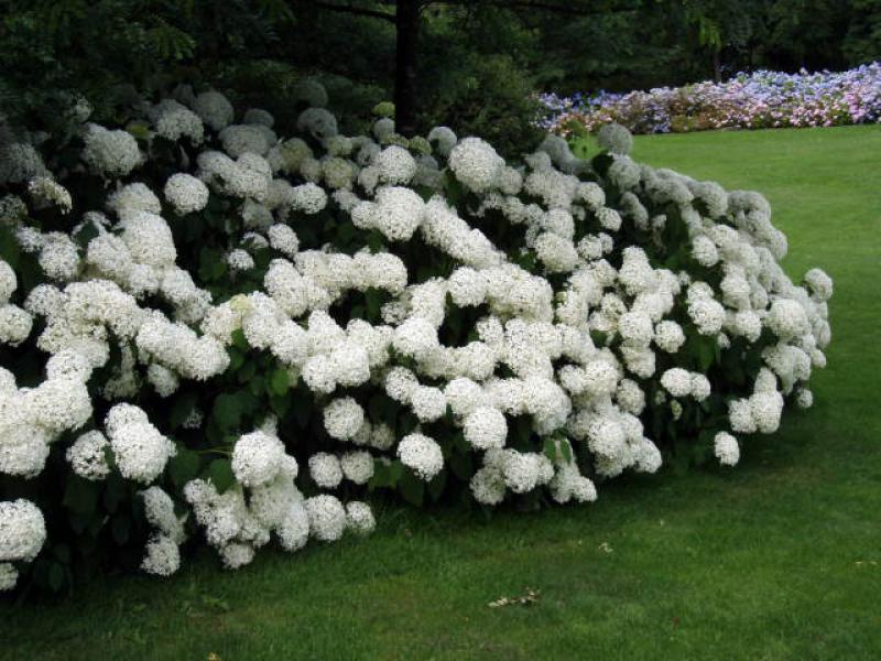 Ballhortensie Annabelle - weiße ballartige Blüten