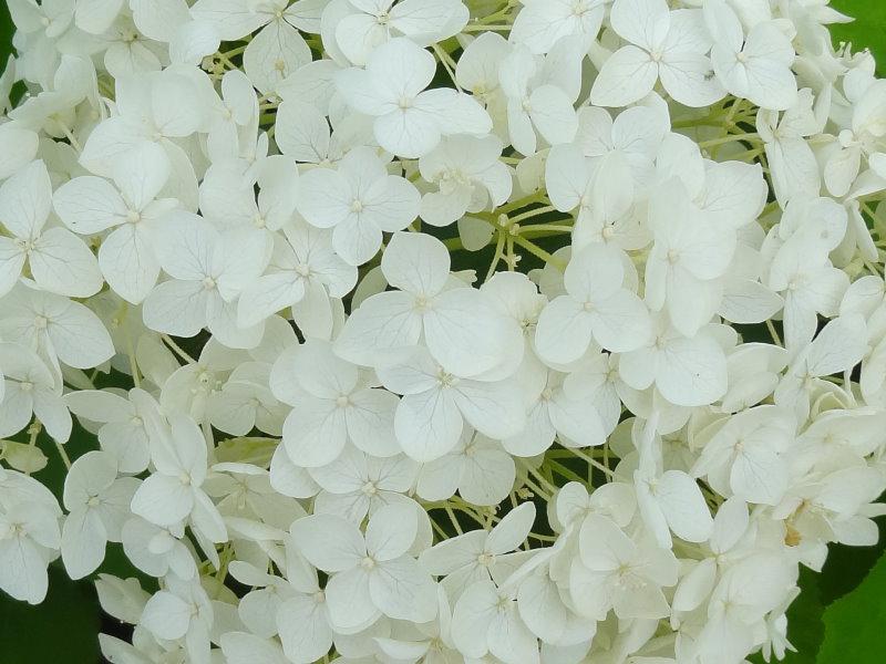 Nahaufnahme der weißen Blüte von Hydrangea arborescens Annabelle