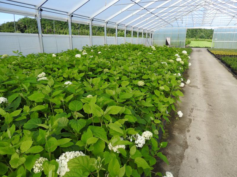 Die Hortensie Annabelle in unserem Gewächshaus mit ersten Blüten