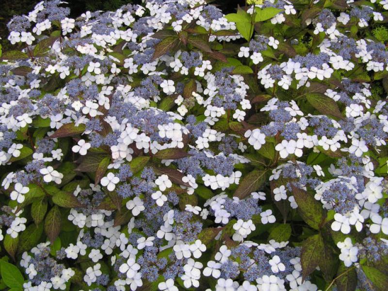 Hydrangea serrata Blue Bird, purpurhortensia Blue Bird