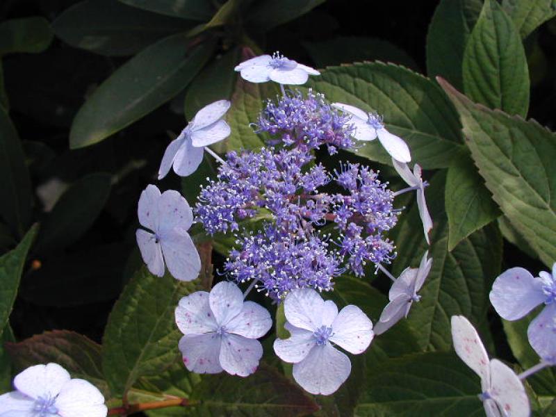 Hydrangea serrata Blue Bird, purpurhortensia Blue Bird