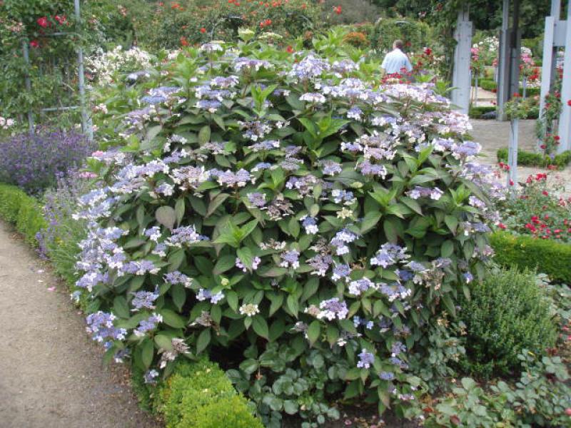 Hydrangea serrata Blue Bird, purpurhortensia Blue Bird