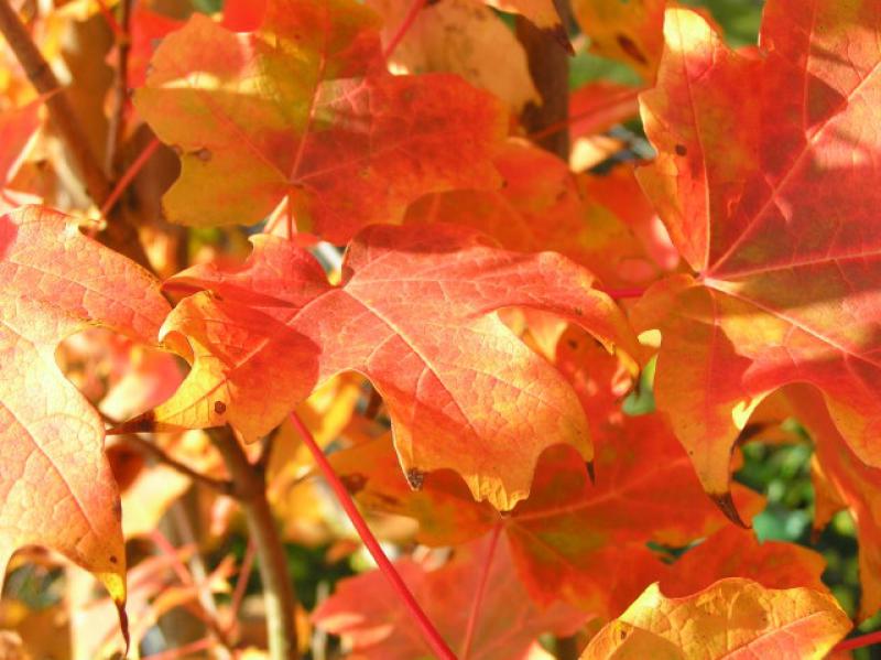 Zuckerahorn - bunte Blätter im Herbst