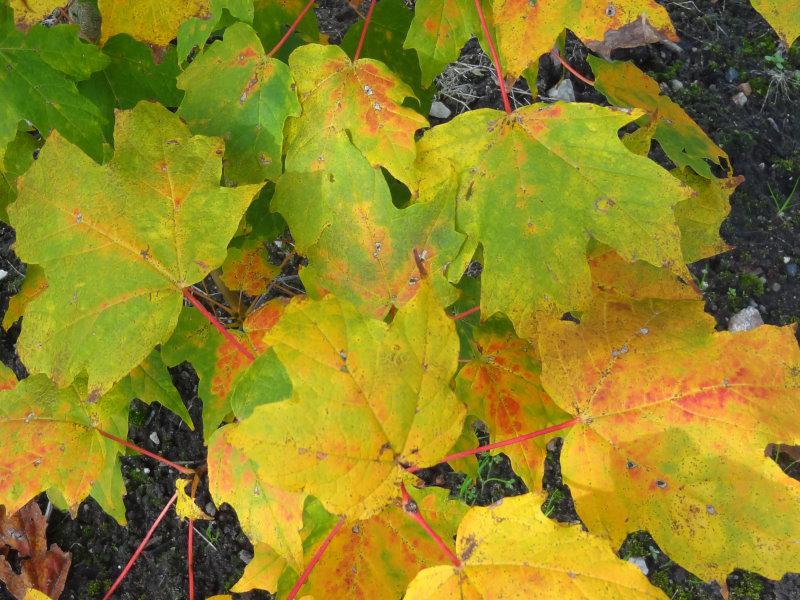 Herbstlaub vom Zuckerahorn