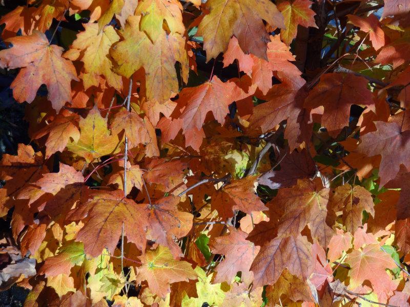 Zuckerahorn in Herbstfärbung