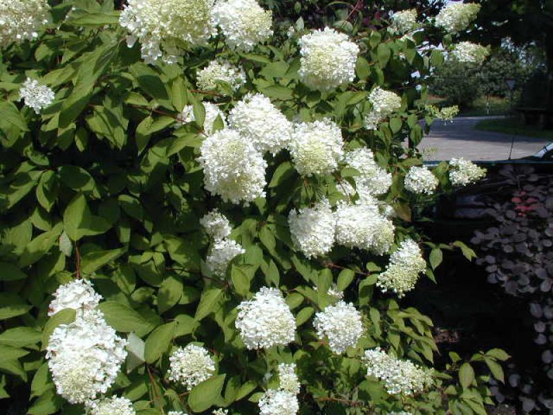 Weißblühende Rispenhortensie Grandiflora