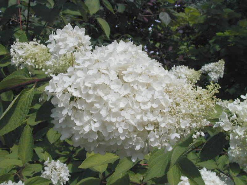Rispenhortensie Grandiflora - weiße Blütenrispe