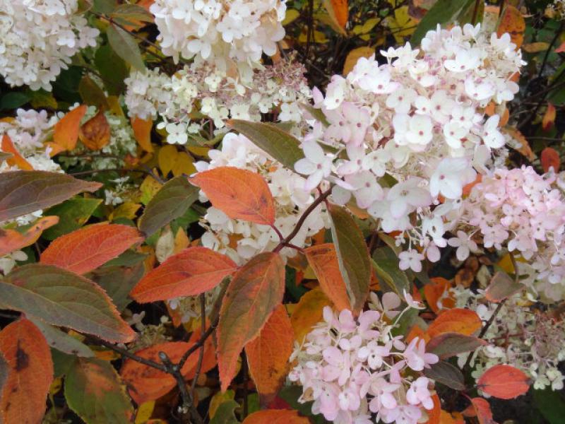 Hydrangea paniculata Grandiflora mit beginnender Herbstfärbung