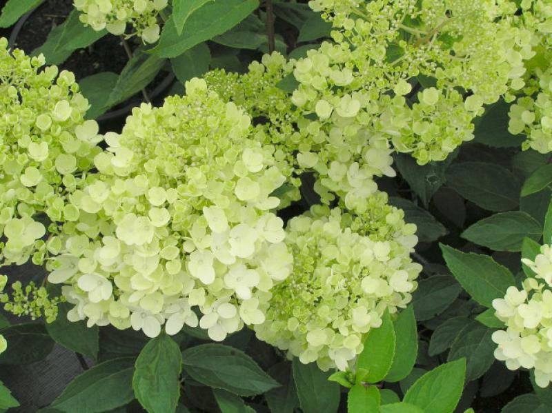 Rispenhortensie Limelight® - weiße Blüten