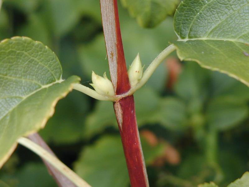 Kletterhortensie - gegenständige Knospen