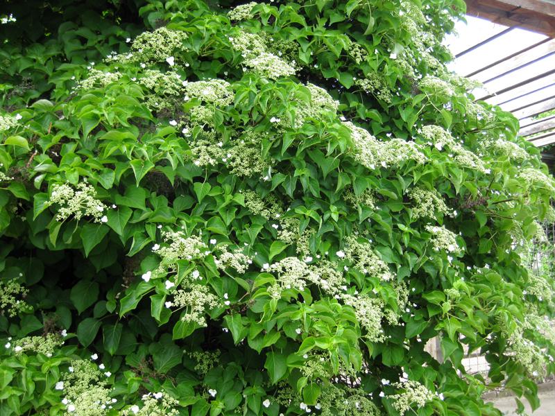 Kletterhortensie in voller Blüte