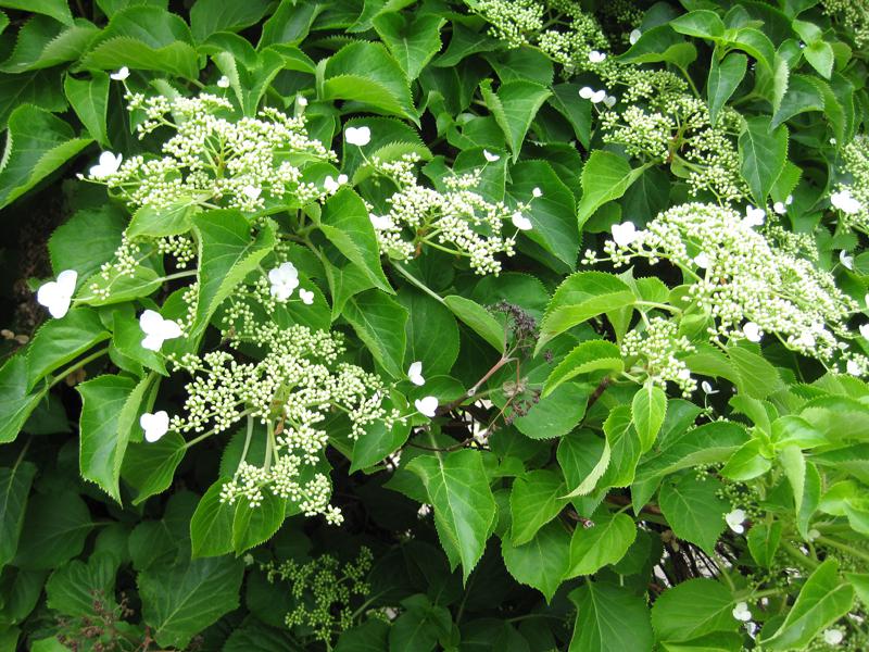 Weiße Blüten der Kletterhortensie