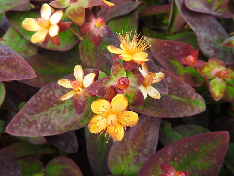 Johannesört Albury Purple, Hypericum androsaemum Albury Purple