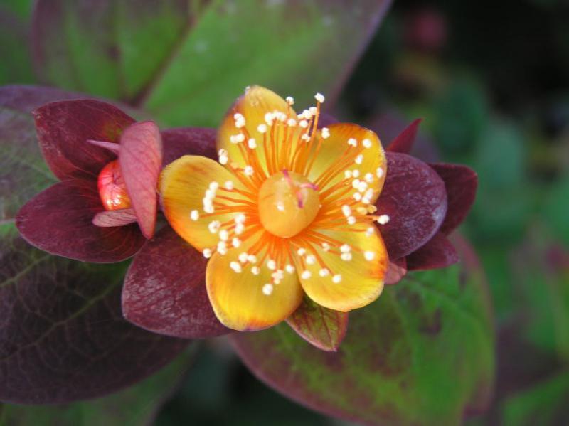 Johannesört Albury Purple, Hypericum androsaemum Albury Purple