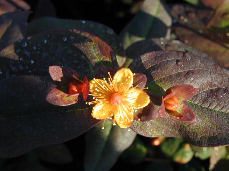 Johannesört Albury Purple, Hypericum androsaemum Albury Purple