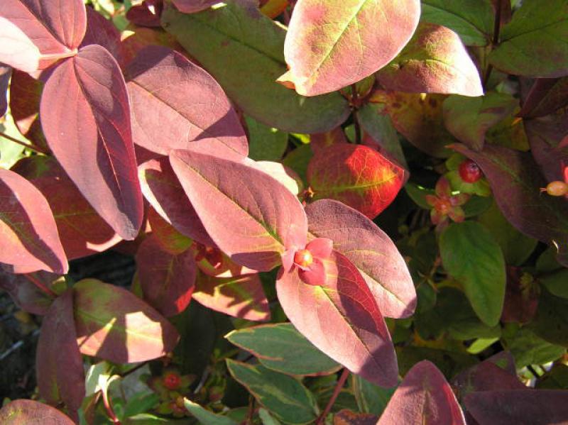 Johannesört Albury Purple, Hypericum androsaemum Albury Purple