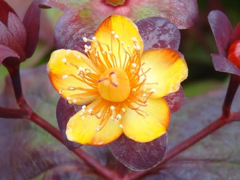 Johannesört Albury Purple, Hypericum androsaemum Albury Purple