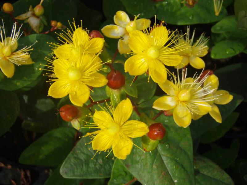 Johanniskraut Excellent Flair - leuchtend gelbe Blüten
