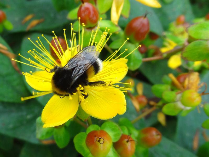 Gern beflogen, die Blüten von Hypericum Excellent Flair