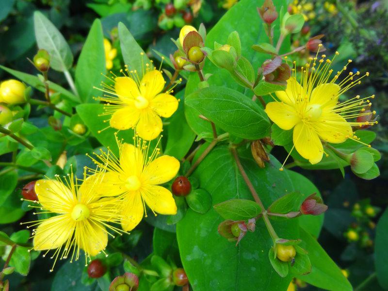 Hypericum Excellent Flair in Blüte
