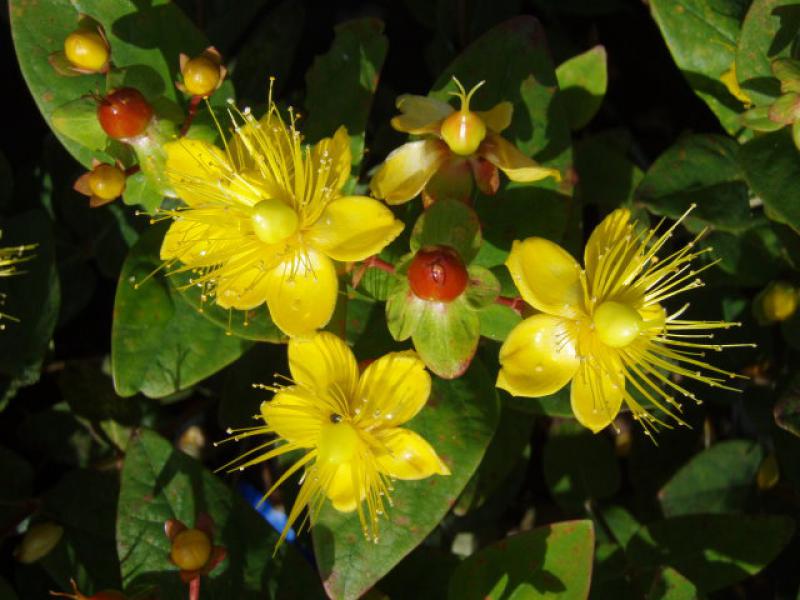 Johanniskraut Excellent Flair - gelbe Blüten und rote Früchte