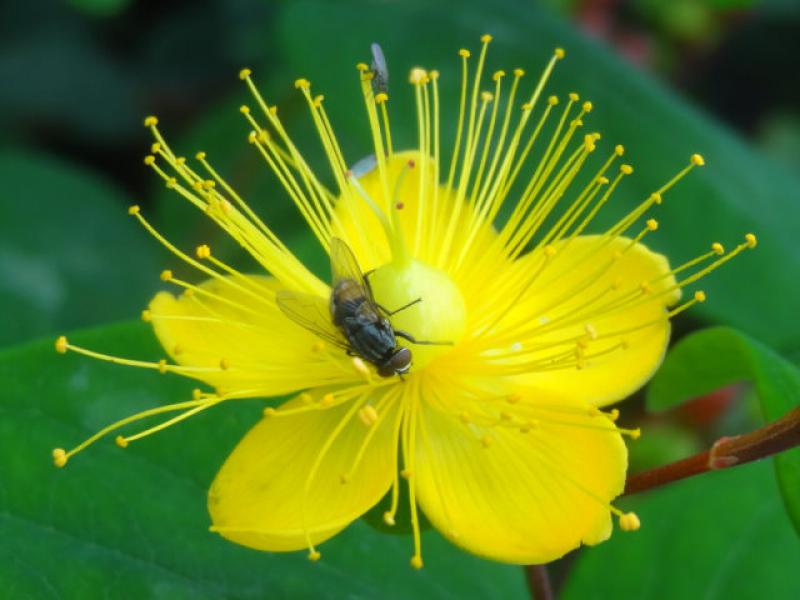 Viele unterschiedliche Insekten besuchen die Blüte vom Johanniskraut Excellent Flair.