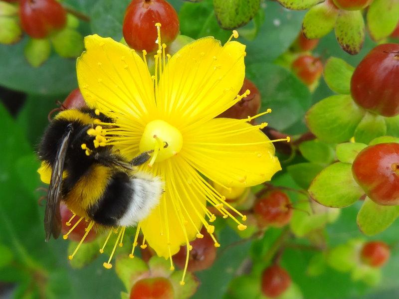 Interessant für Insekten - das Johanniskraut Excellent Flair