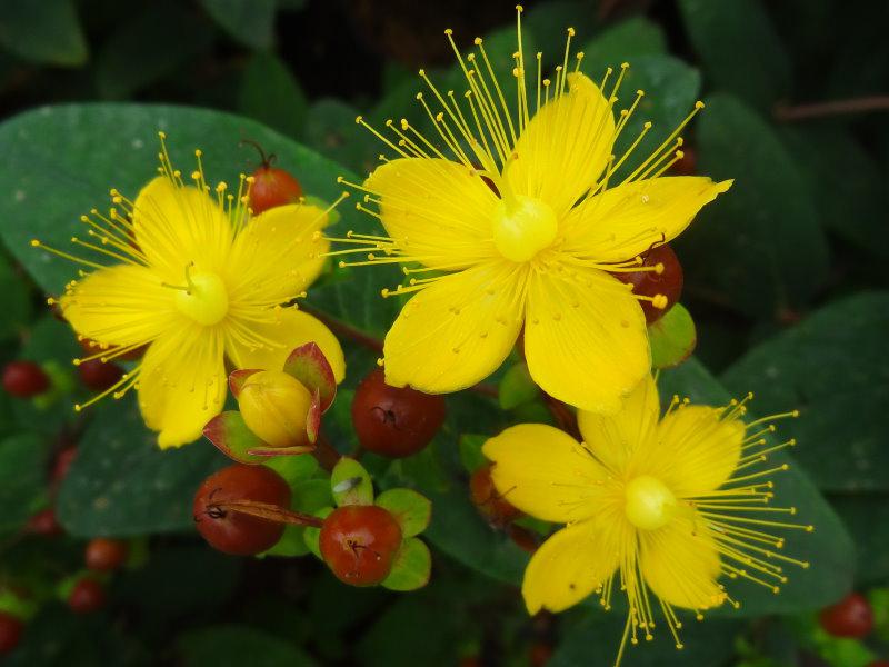 Gelbe Blüten des Hypericum Excellent Flair