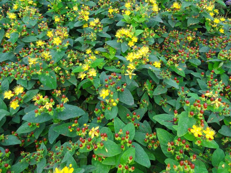 Hypericum Excellent Flair - Wuchsform